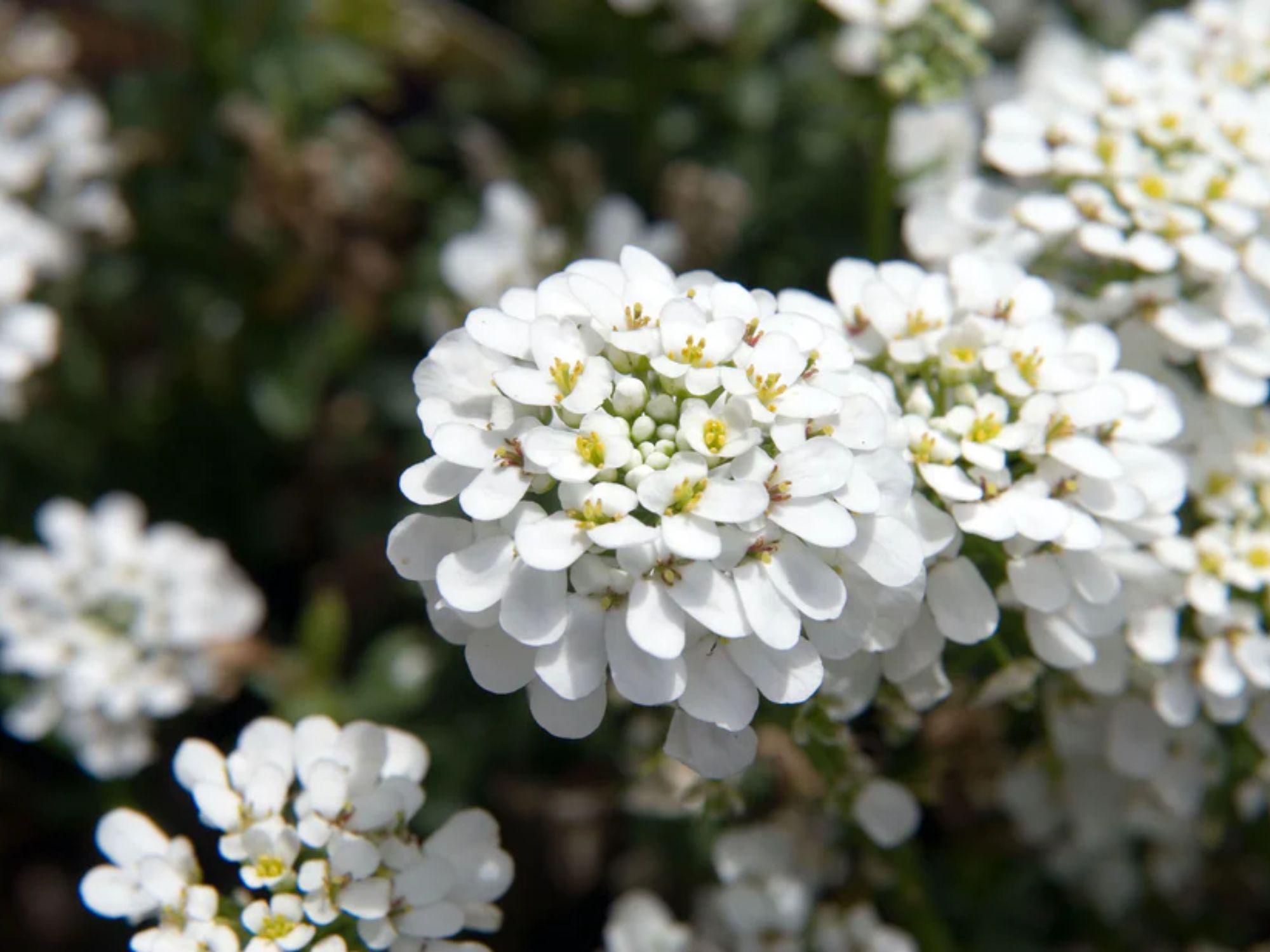 100 Empress Rocket Candytuft Seeds – Iberis amara Wildflower Seeds for Pollinator Gardens, Cottage, Meadow & Natural Landscapes