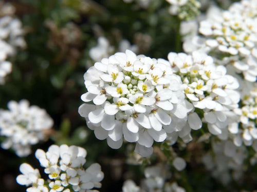 100 Empress Rocket Candytuft Seeds – Iberis amara Wildflower Seeds for Pollinator Gardens, Cottage, Meadow & Natural Landscapes