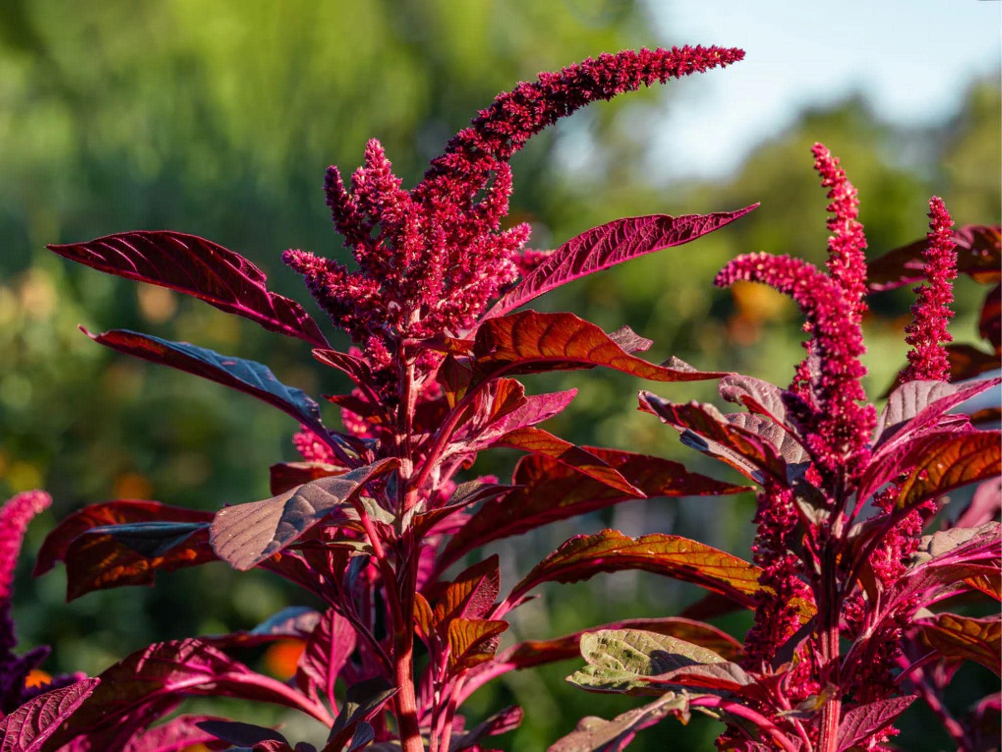 Red Garnet Amaranth Seeds – Wildflower Seed Pack for Borders, Meadow, Pollinator Gardens | Amaranthus tricolor