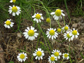 German Chamomile Seeds – 100 Pack, Matricaria recutita, Aromatic Cottage Garden, Pollinator-Friendly, Seed-Grown Ornamental Plant