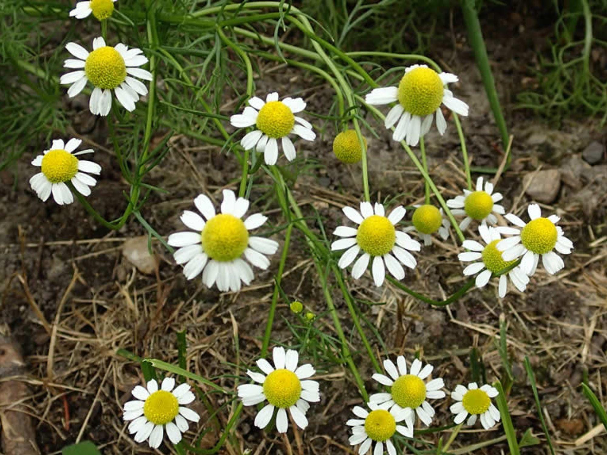German Chamomile Seeds – 100 Pack, Matricaria recutita, Aromatic Cottage Garden, Pollinator-Friendly, Seed-Grown Ornamental Plant