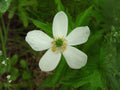 Canada Anemone Seeds – Wildflower Seeds for Pollinator Gardens, Cottage Garden, Anemone canadensis, Native Wildflower Seeds