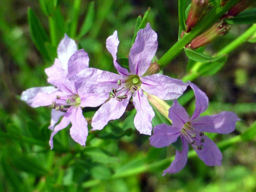 1000 Winged Loosestrife Seeds – Lythrum alatum Wetland Wildflower Seeds for Rain Gardens & Moisture Gardens