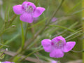 250 Seeds Slender False Foxglove Agalinis tenuifolia Wildflower Seeds for Pollinator Gardens, Cottage, Meadow, Natural Landscaping