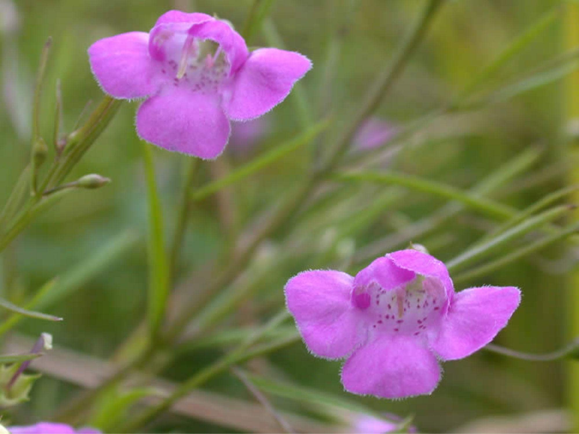 250 Seeds Slender False Foxglove Agalinis tenuifolia Wildflower Seeds for Pollinator Gardens, Cottage, Meadow, Natural Landscaping