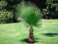 California Fan Palm Seeds – Heirloom Non-GMO Washingtonia filifera for Garden, Landscape & Indoor Growing