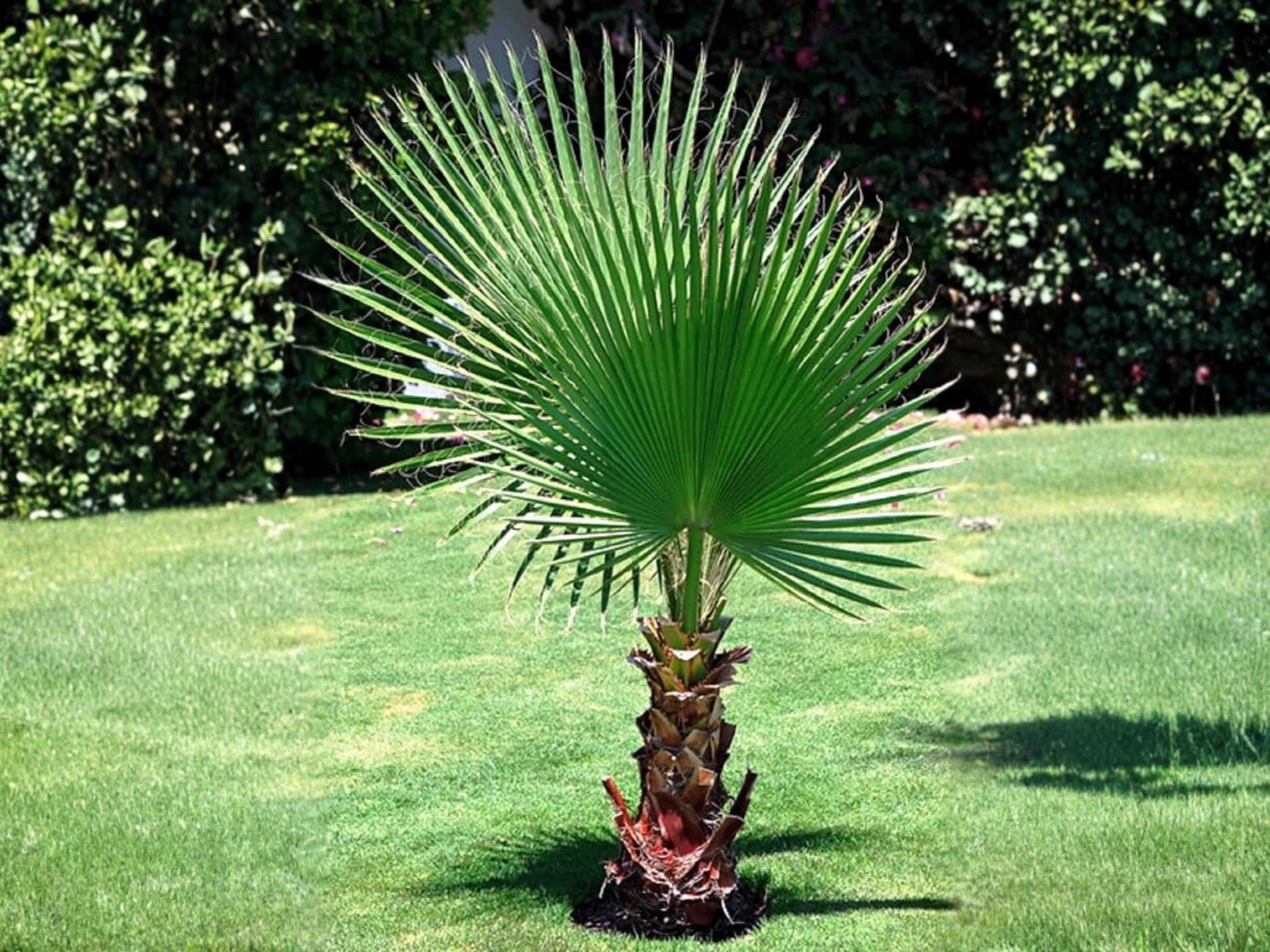 California Fan Palm Seeds – Heirloom Non-GMO Washingtonia filifera for Garden, Landscape & Indoor Growing