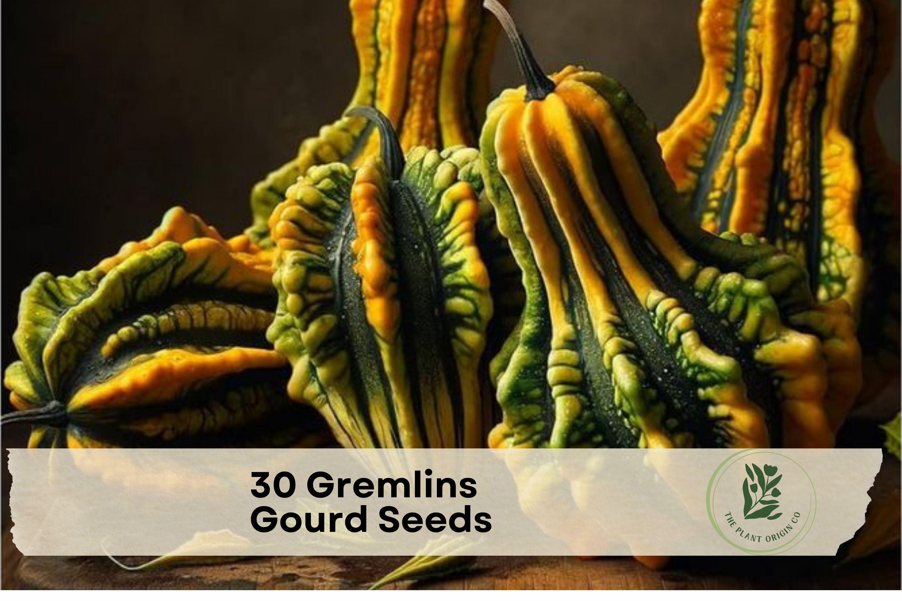 30 Gremlin Gourd Seeds – Ornamental Cucurbita pepo with Colorful Winged Gourds for Fall Decorations and Crafts