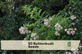 Buttonbush Seeds, Native Deciduous Shrub, Cephalanthus occidentalis, 50 Seeds for Rain Gardens & Wildlife Landscaping