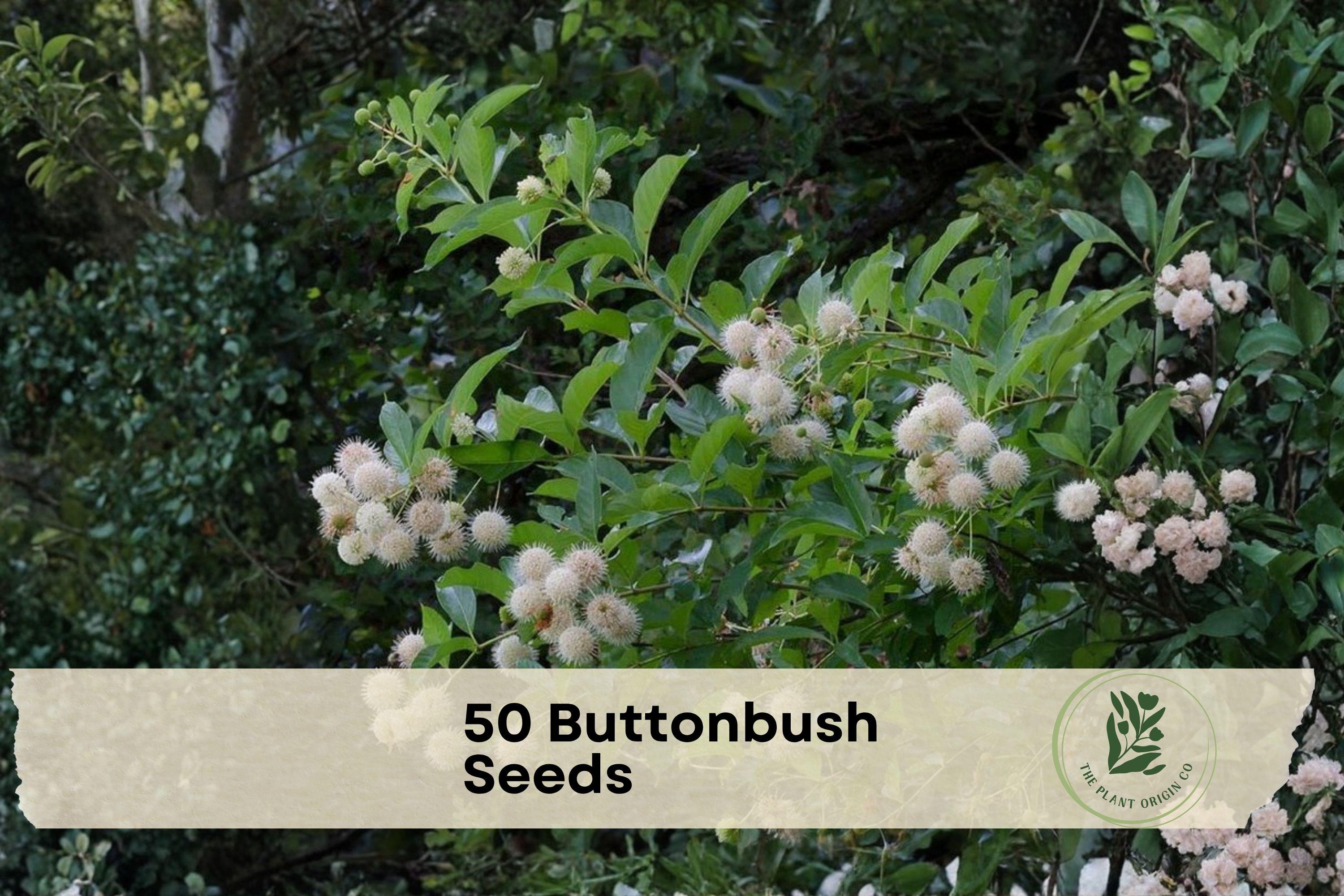 Buttonbush Seeds, Native Deciduous Shrub, Cephalanthus occidentalis, 50 Seeds for Rain Gardens & Wildlife Landscaping