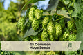 25 Common Hops Seeds - Climbing Vine for Trellises, Fences & Gardens, Humulus lupulus