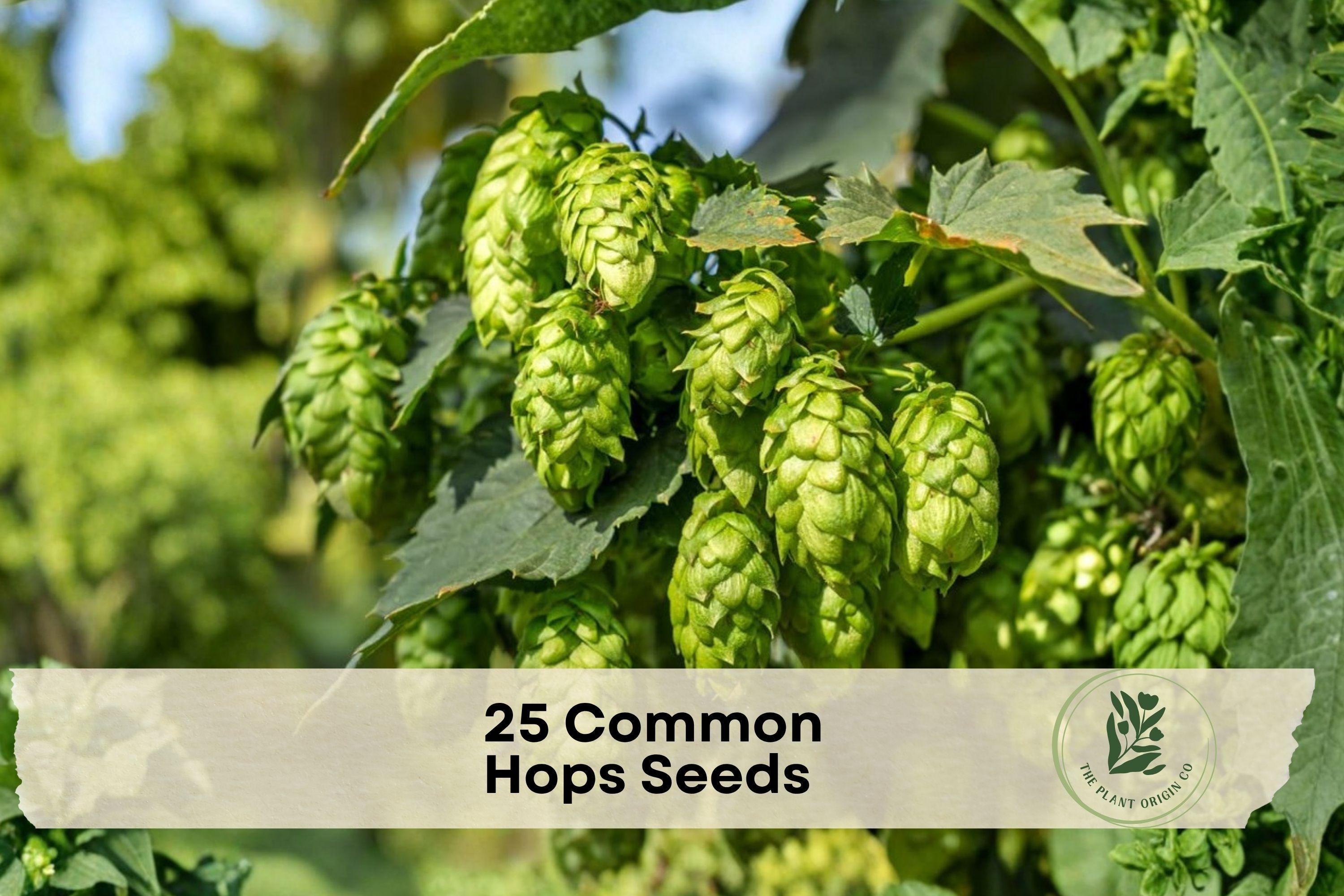 25 Common Hops Seeds - Climbing Vine for Trellises, Fences & Gardens, Humulus lupulus