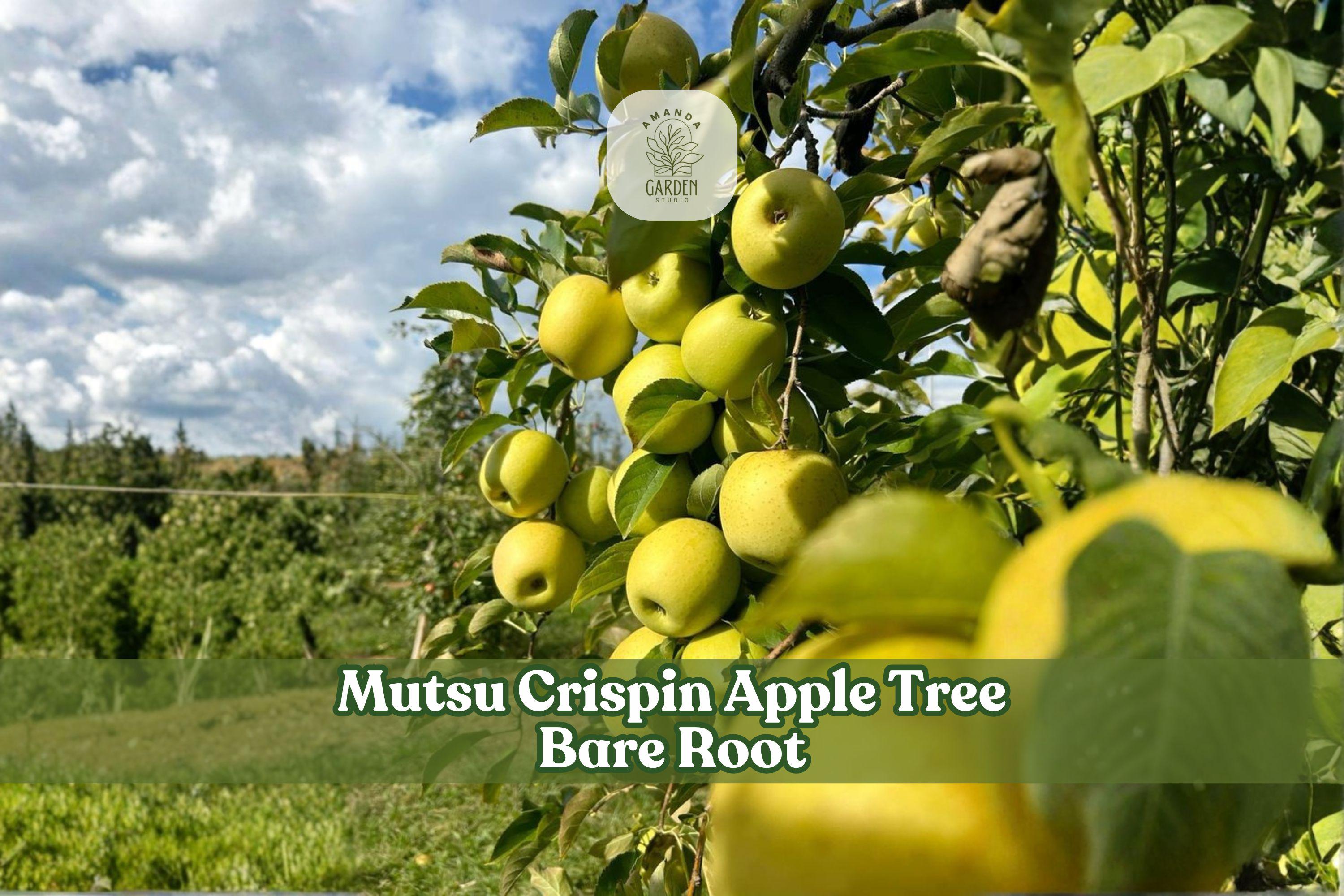 Grafted Mutsu (Crispin) Apple Tree - Bare Root 12-18 Inch Deciduous Fruit Tree for Home Orchards