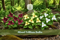 Mixed Trillium Bulbs | Native Woodland Perennial for Shade Gardens | Trillium erectum, Spring Blooming, 5 Bulbs