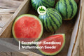 Secretariat Seedless Watermelon Seeds – 50+ Citrullus lanatus, Sweet Juicy Fruit, Vining Annual for Home Gardens & Raised Beds