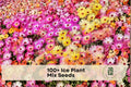 Ice Plant Seeds Mix – Dorotheanthus bellidiformis, Vibrant Flower Blend for Ground Cover, Rock Gardens, Containers, 100+ Seeds