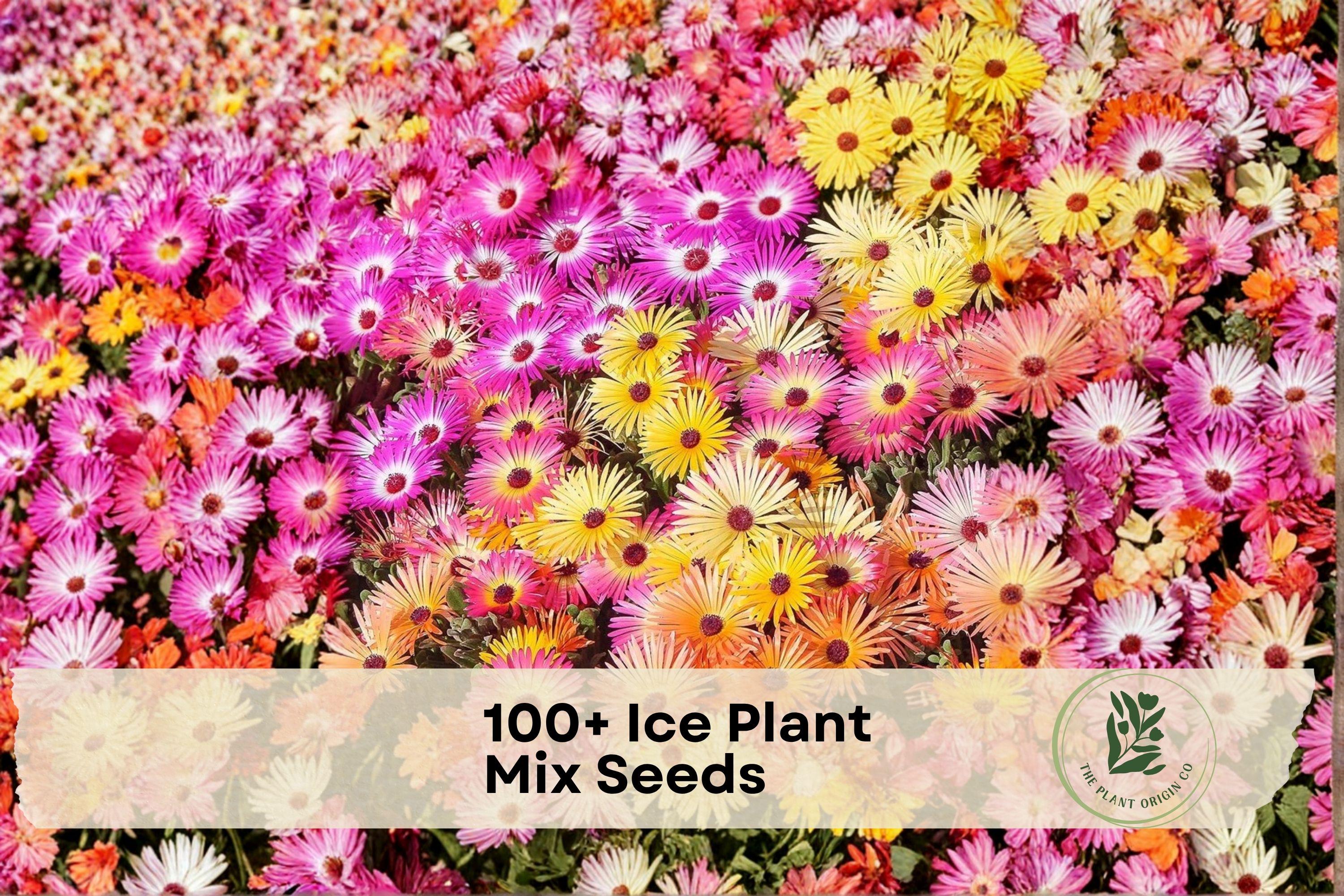 Ice Plant Seeds Mix – Dorotheanthus bellidiformis, Vibrant Flower Blend for Ground Cover, Rock Gardens, Containers, 100+ Seeds