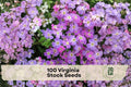 Virginia Stock Seeds 100 Pack - Malcomia maritima Lilac & White Annual Wildflower for Borders & Containers