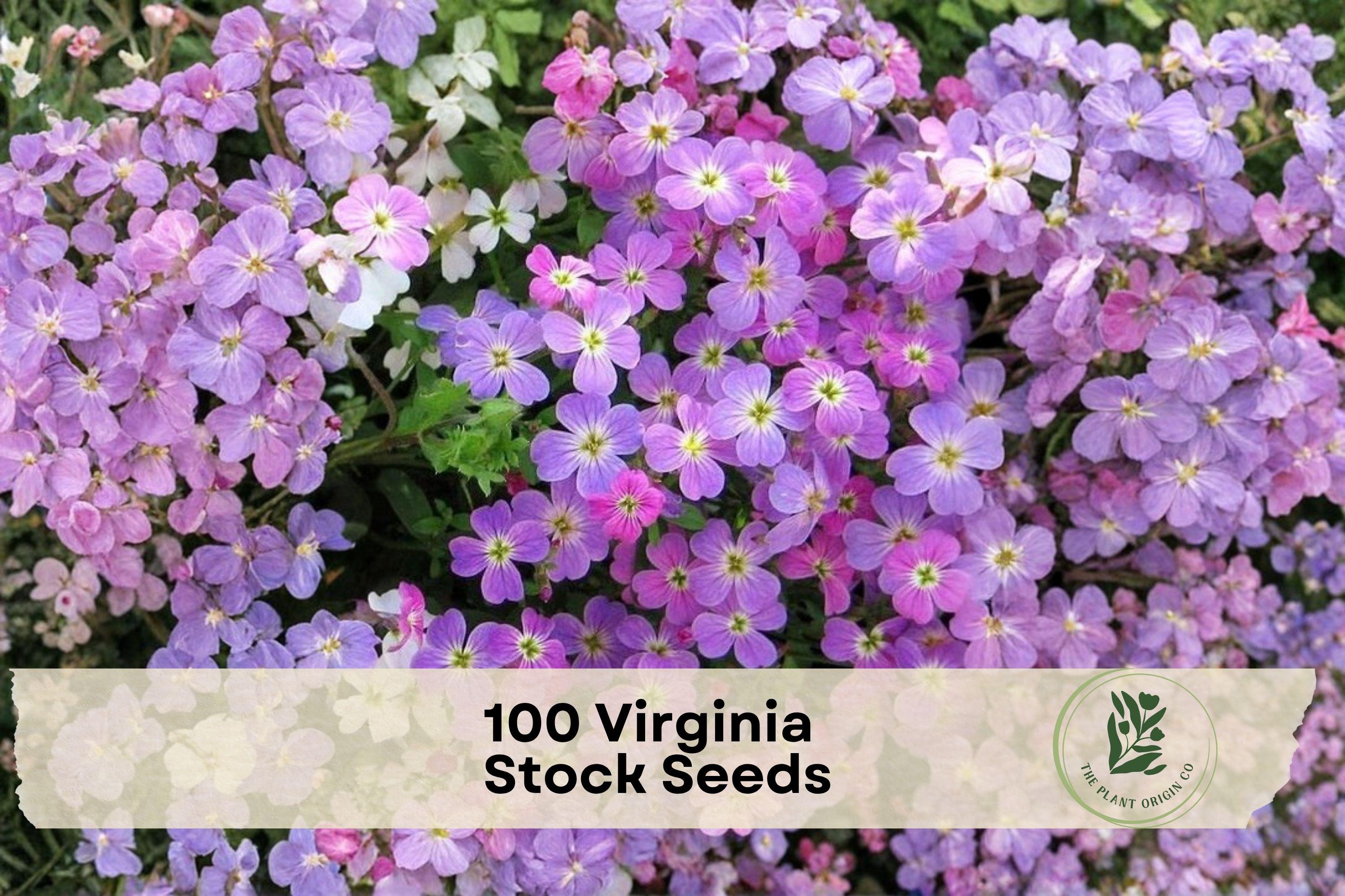 Virginia Stock Seeds 100 Pack - Malcomia maritima Lilac & White Annual Wildflower for Borders & Containers