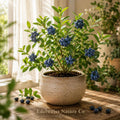 Vaccinium corymbosum | Sunshine Blue Blueberry Live Starter Plant | Edible Fruit Shrub for Patio & Garden