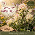 Downy Painted Cup Seeds | Castilleja sessiliflora Native Wildflower for Pollinator Gardens & Hummingbird Habitat