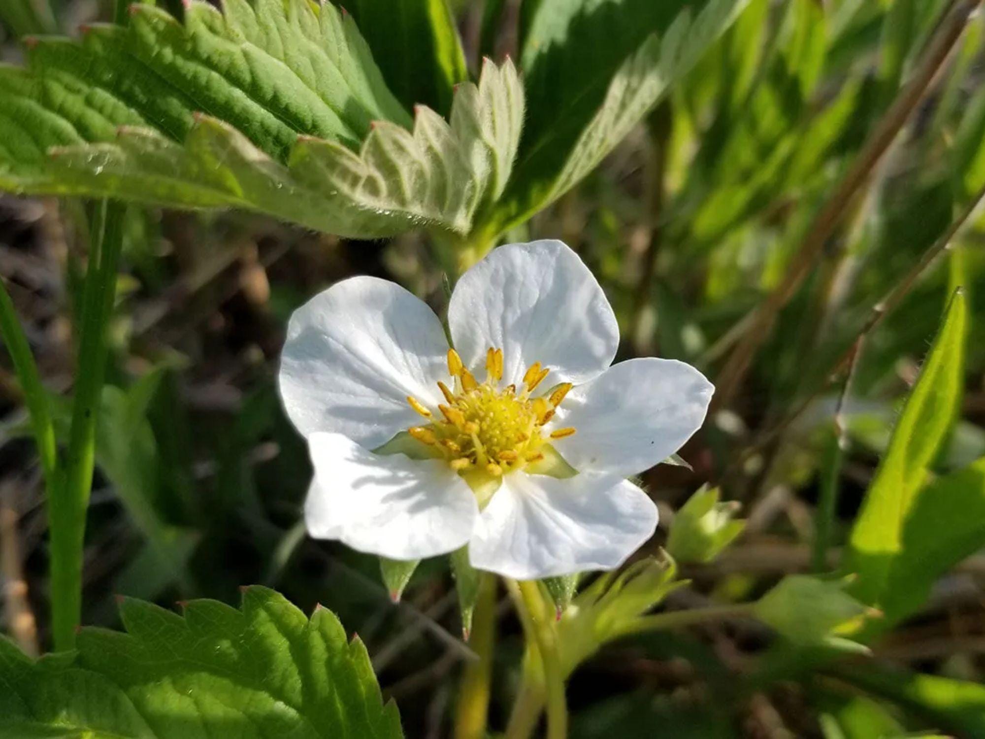100 Prairie Cinquefoil Seeds – Drymocallis arguta Wildflower Seeds for Pollinator Gardens, Cottage, Meadow & Natural Landscapes