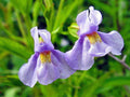 1000 Monkey Flower Seeds – Mimulus ringens Wetland Wildflower Seeds for Rain Garden, Pond Edges & Moisture-Loving Plantings