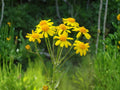 Golden Ragwort Seeds Packera aurea Wildflower for Shade Gardens, Native Groundcover, Cottage & Meadow Landscaping