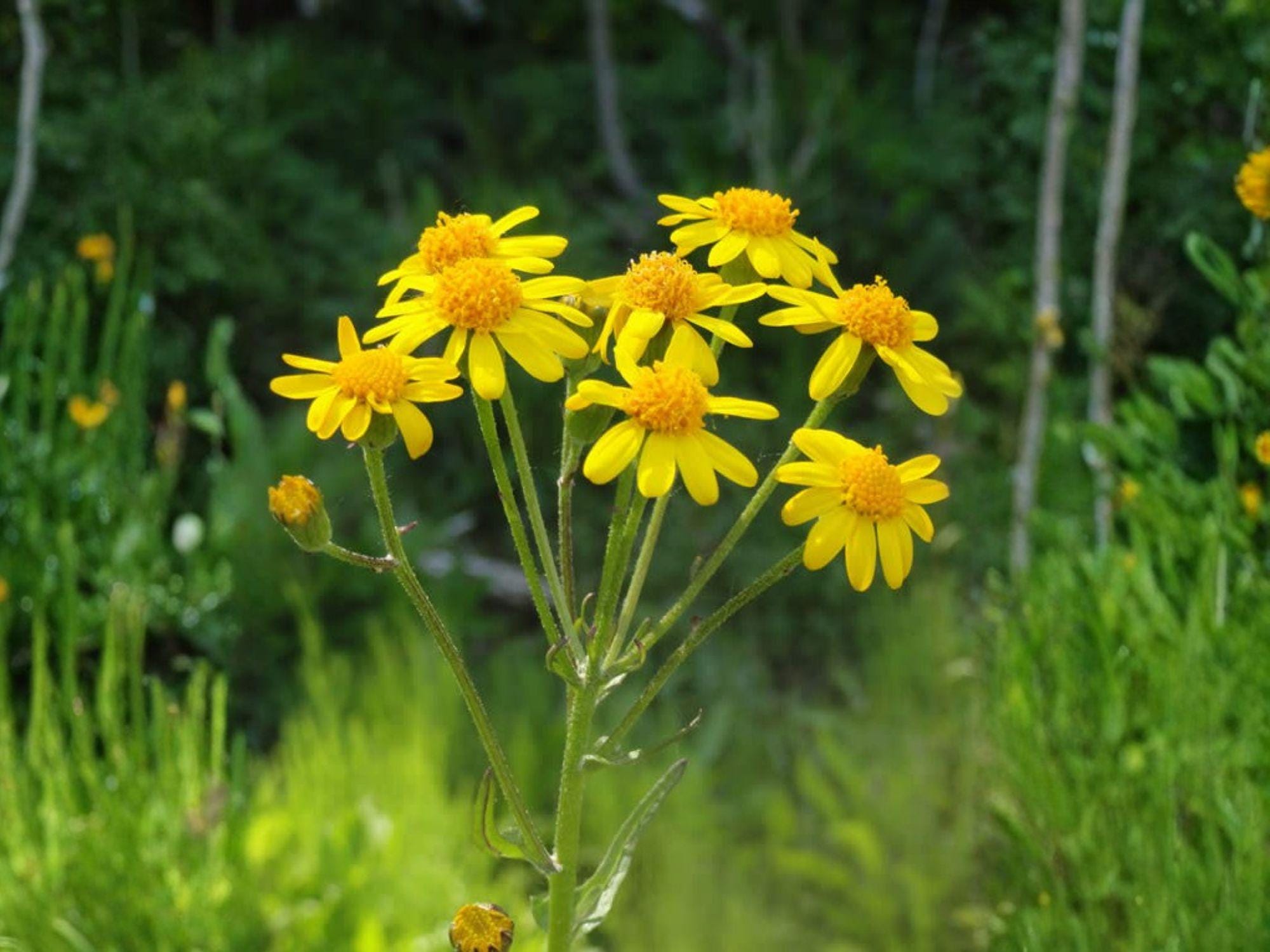 Golden Ragwort Seeds Packera aurea Wildflower for Shade Gardens, Native Groundcover, Cottage & Meadow Landscaping
