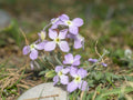 100 Seeds Evening Scented Stock (Matthiola longipetala) Wildflower Seeds for Cottage Garden, Pollinator-Friendly, Natural Landscape