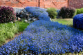 Blue Carpet Lobelia Seeds – 100 Pack, Compact Annual Flower, Blue Blooms, Lobelia erinus for Containers, Borders & Ground Cover