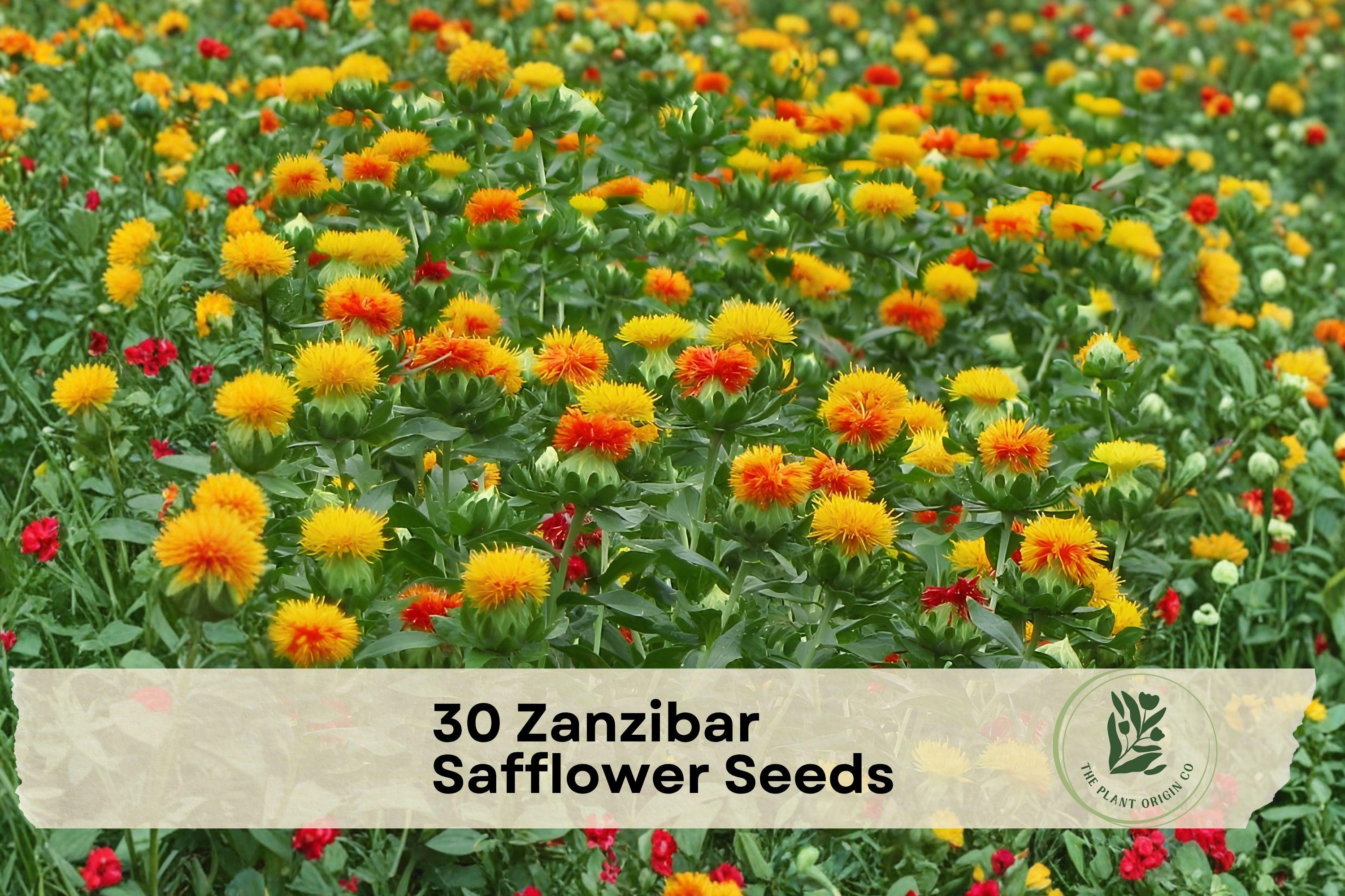 Zanzibar Safflower Seeds - Ornamental Flower Seeds for Garden, Mixed Colors, Annual Plant, Carthamus tinctorius, 30 Seeds