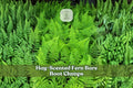 Hay-Scented Fern Bare Root Clumps | Dennstaedtia punctilobula Woodland Shade Garden Plants
