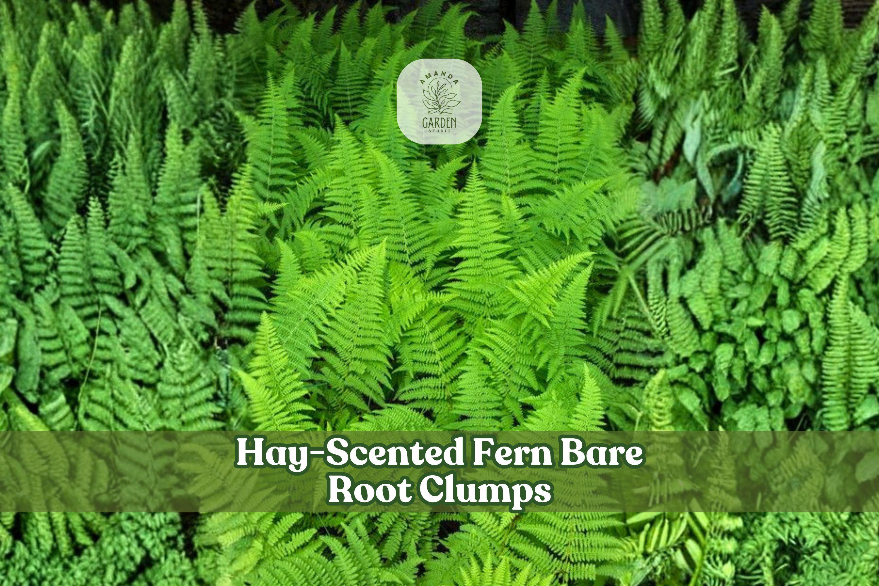 Hay-Scented Fern Bare Root Clumps | Dennstaedtia punctilobula Woodland Shade Garden Plants