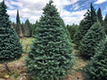 Abies Alba European Silver Fir Seeds – Heirloom Non-GMO Evergreen Tree Seeds for Garden and Landscape (10 Pack)