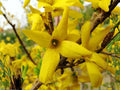 Forsythia suspensa Seeds – Heirloom Golden-Bell Weeping Shrub for Garden, Ornamental Shrubs, Bright Yellow Blooms, Non-GMO, Open-Pollinated