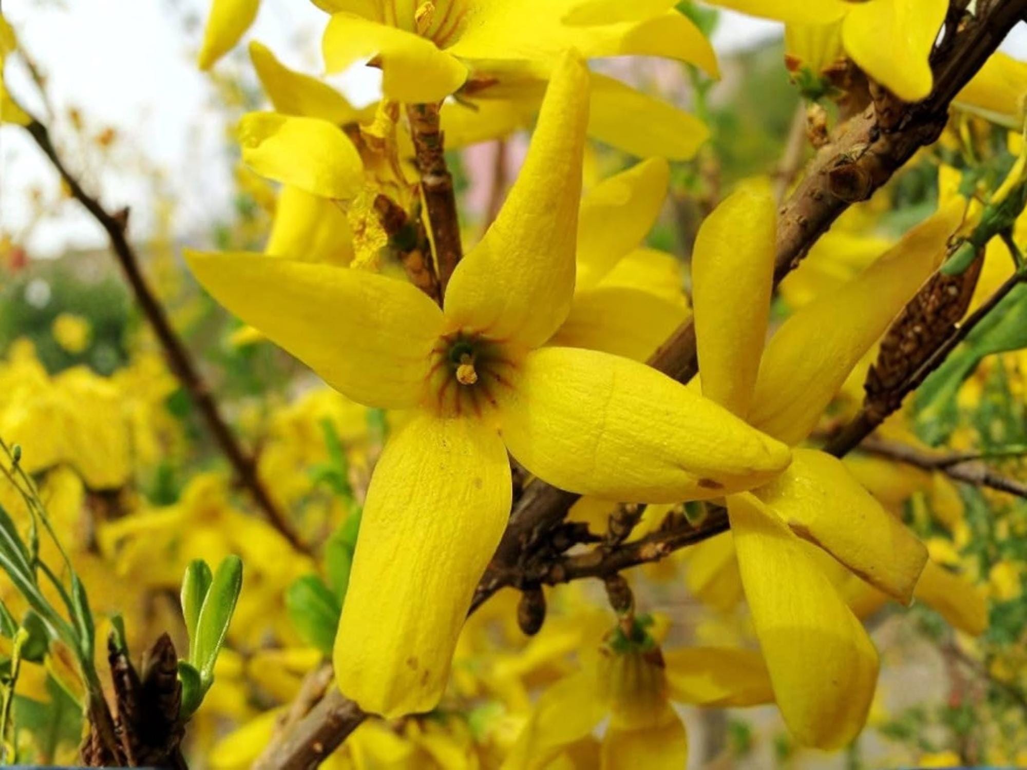 Forsythia suspensa Seeds – Heirloom Golden-Bell Weeping Shrub for Garden, Ornamental Shrubs, Bright Yellow Blooms, Non-GMO, Open-Pollinated