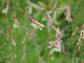 Blue Grama Seeds – Heirloom Non-GMO Native Grass for Gardens, Prairie Landscapes, Native Plantings – Bouteloua gracilis