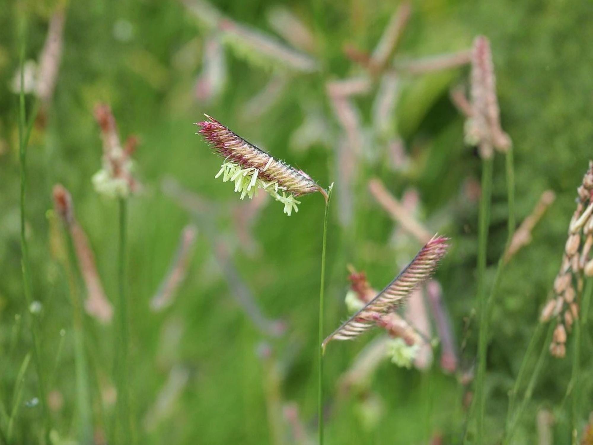 Blue Grama Seeds – Heirloom Non-GMO Native Grass for Gardens, Prairie Landscapes, Native Plantings – Bouteloua gracilis