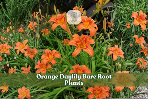 3 Orange Daylily Bare Root Plants | Perennial Flower for Borders & Garden Beds | Hemerocallis spp.