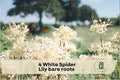 4 White Spider Lily Bare Roots - Hymenocallis 'Tropical Giant' Fragrant White Flowers, Ornamental Perennial Bulbs for Garden & Containers