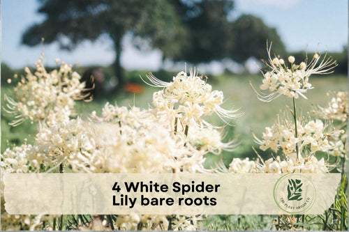 4 White Spider Lily Bare Roots - Hymenocallis 'Tropical Giant' Fragrant White Flowers, Ornamental Perennial Bulbs for Garden & Containers