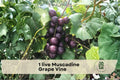 Live Muscadine Grape Vine in 4-Inch Pot | Vitis rotundifolia Climbing Fruit Vine for Gardens & Trellises