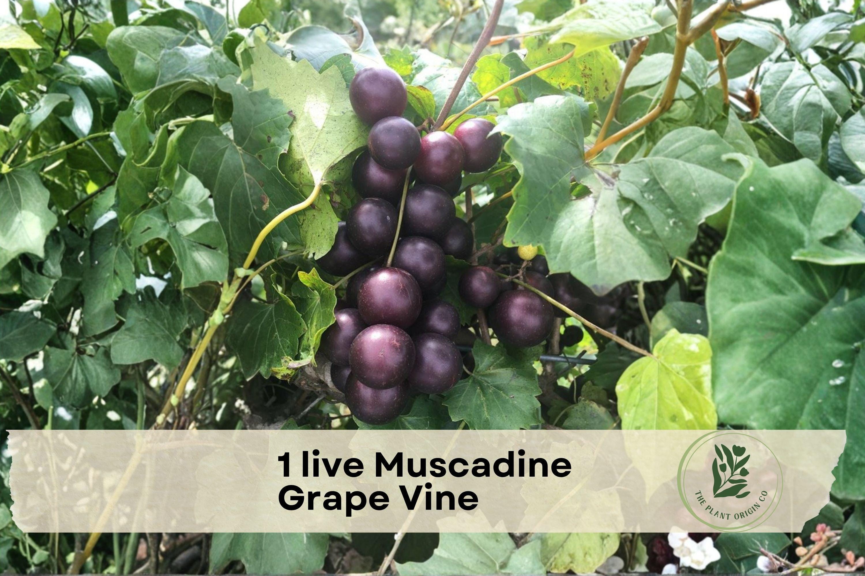 Live Muscadine Grape Vine in 4-Inch Pot | Vitis rotundifolia Climbing Fruit Vine for Gardens & Trellises