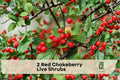 Red Chokeberry Shrubs, 4-Inch Pots, Aronia arbutifolia, Native North American Wildlife-Friendly Landscape Plants