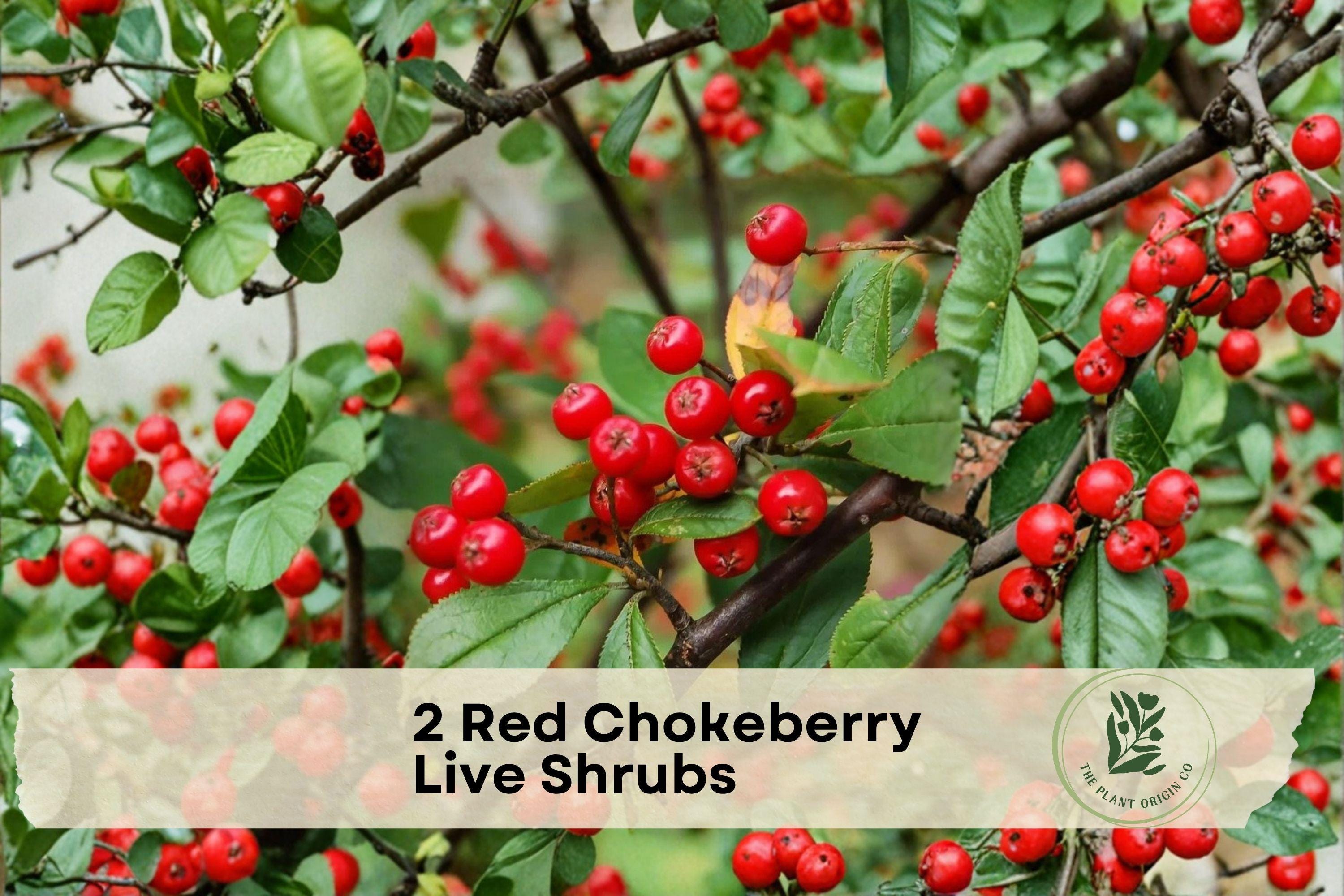 Red Chokeberry Shrubs, 4-Inch Pots, Aronia arbutifolia, Native North American Wildlife-Friendly Landscape Plants
