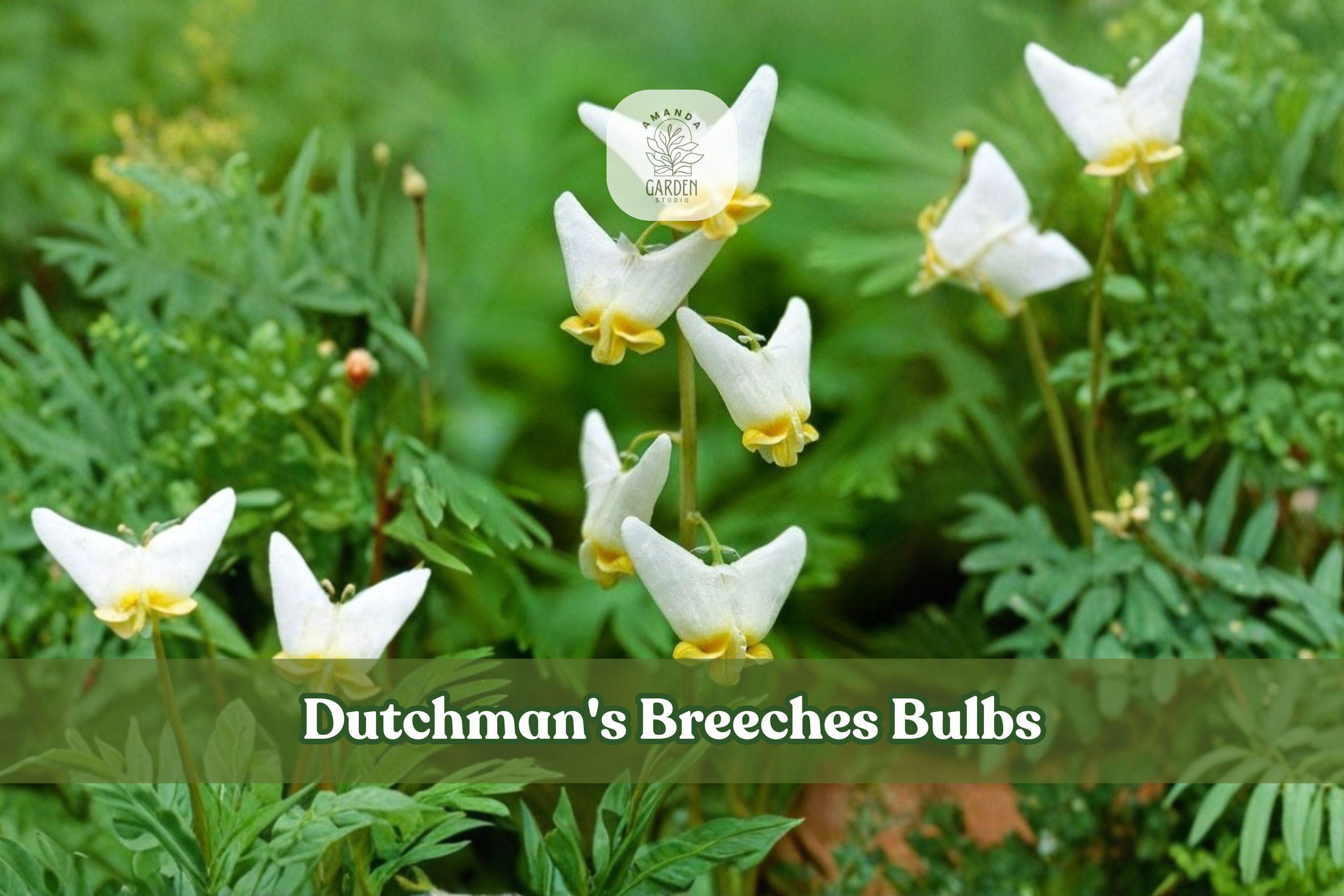 Dutchman's Breeches Bulbs | 5 Bare Root Dicentra cucullaria | Native Woodland Perennial for Shade Gardens