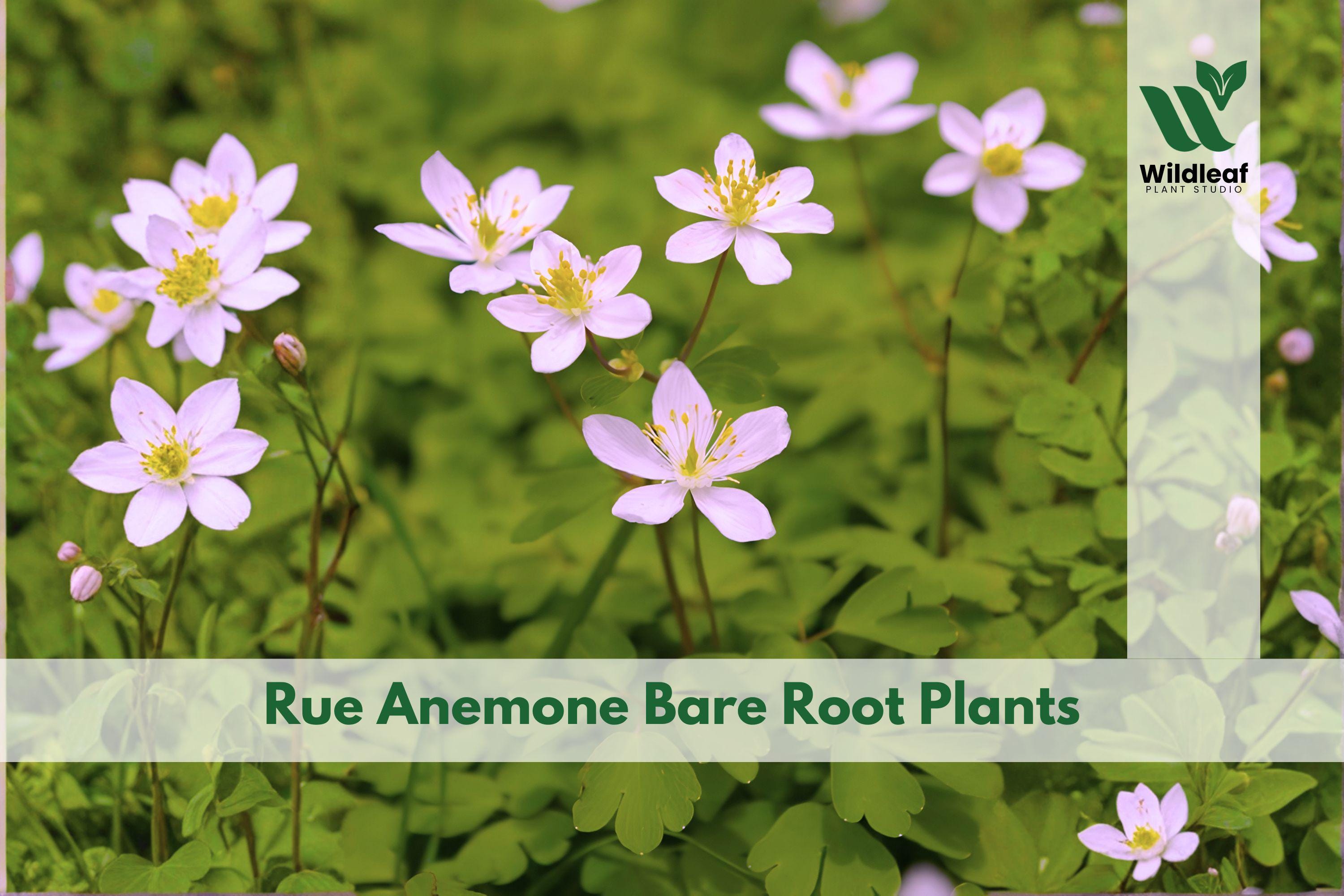 3 Rue Anemone Bare Root Plants | Woodland Shade Perennial | Anemonella thalictroides Native Wildflower