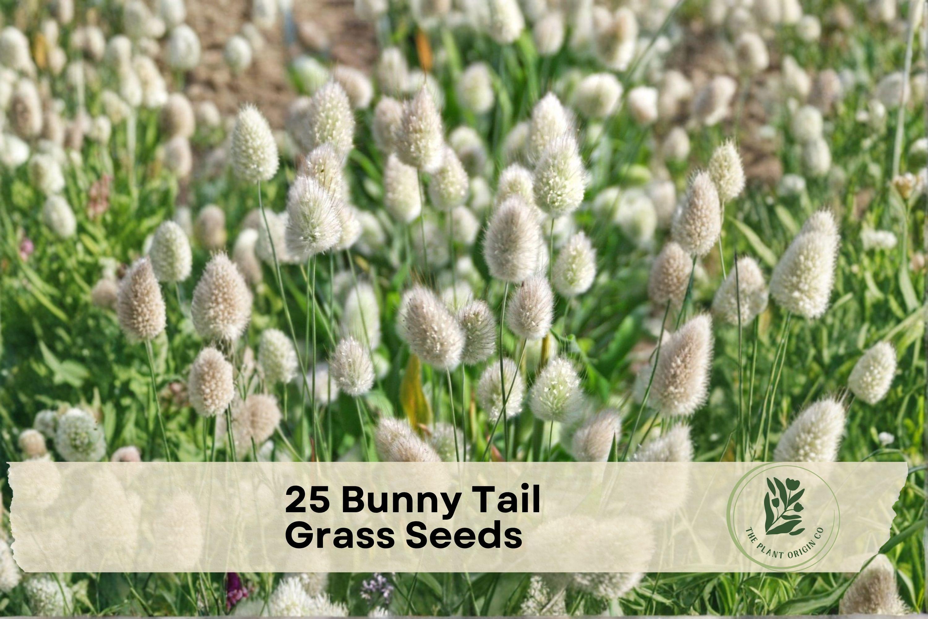 25 Bunny Tail Grass Seeds - Ornamental Lagurus ovatus for Borders, Containers & Dried Arrangements