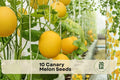 10 Canary Melon Seeds - Fruiting Vine with Golden Yellow Fruit, Cucumis melo, Ideal for Small Gardens & Vertical Growing